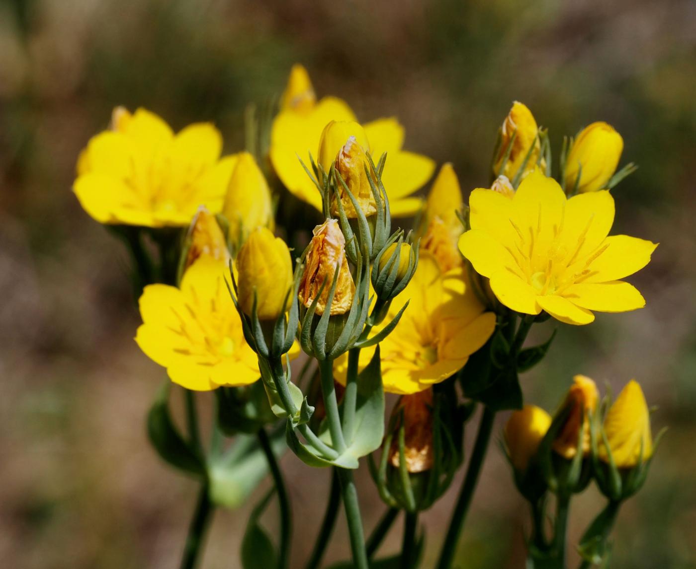 Yellow-wort flower